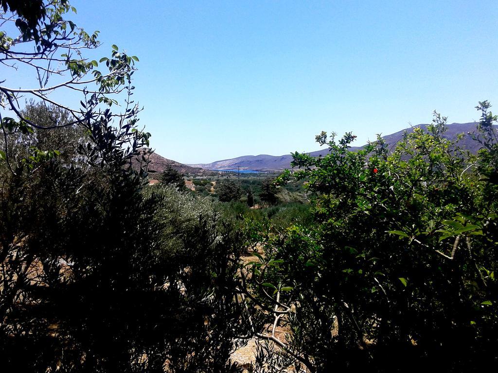 Sunrise פלקסטרון